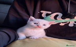 Mixed Breed cats for sale: cross breed Scottish fold cross main coon  - Image 5