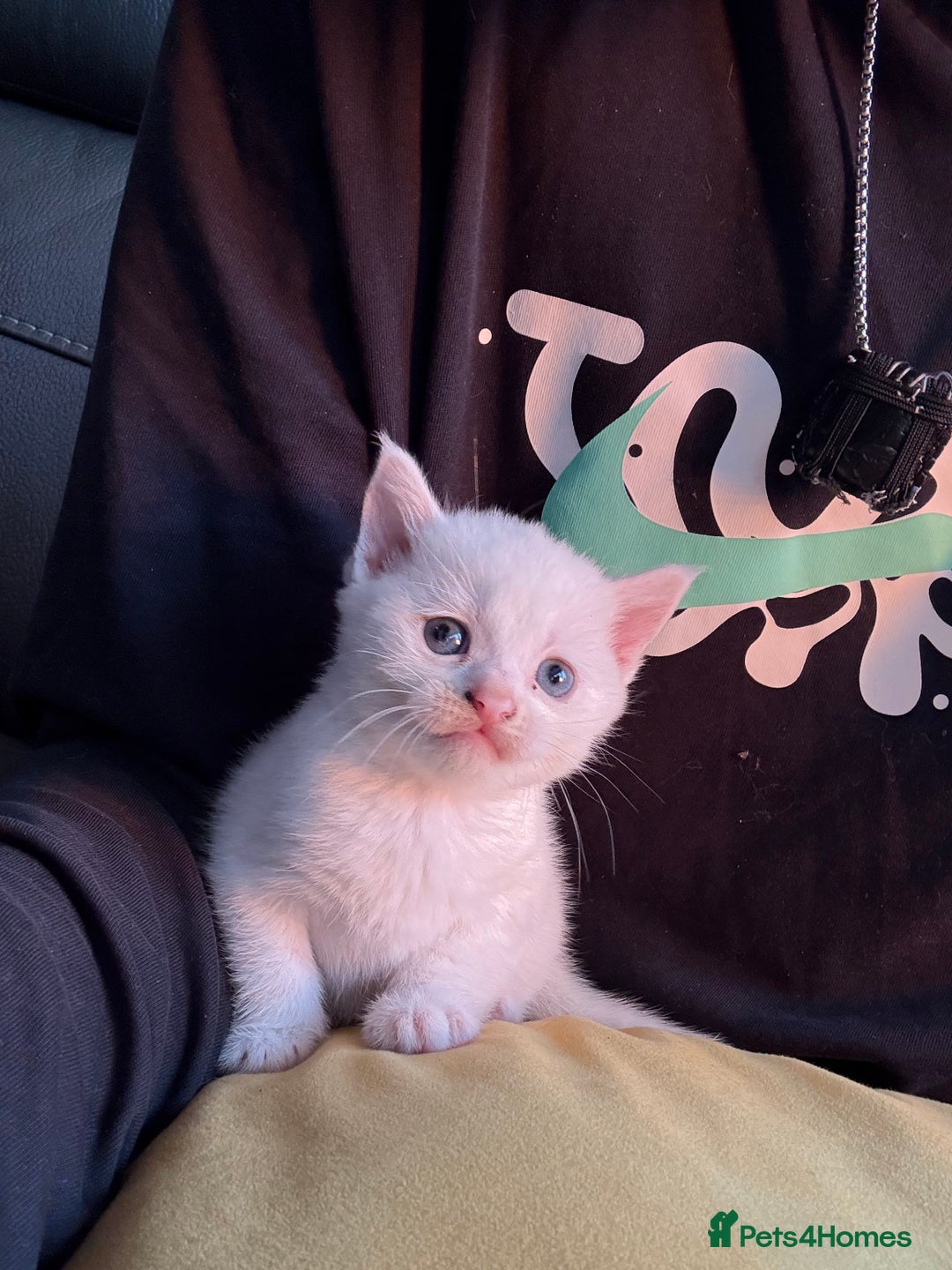 Mixed Breed cats for sale: cross breed Scottish fold cross main coon  - Image 5