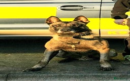 Belgian Shepherd Dog dogs for sale: Belgian shepherd malinois, working security k9 - Image 3