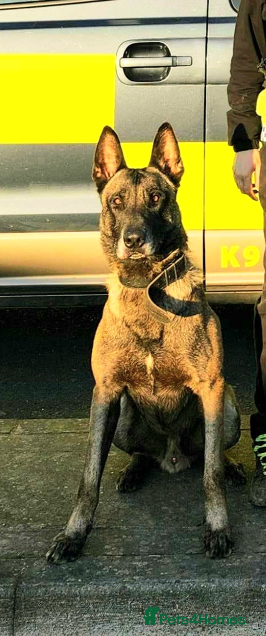 Belgian Shepherd Dog dogs for sale: Belgian shepherd malinois, working security k9 - Image 3