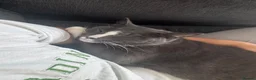 Mixed Breed cats for sale: Mushu in Hayes - Advert 6