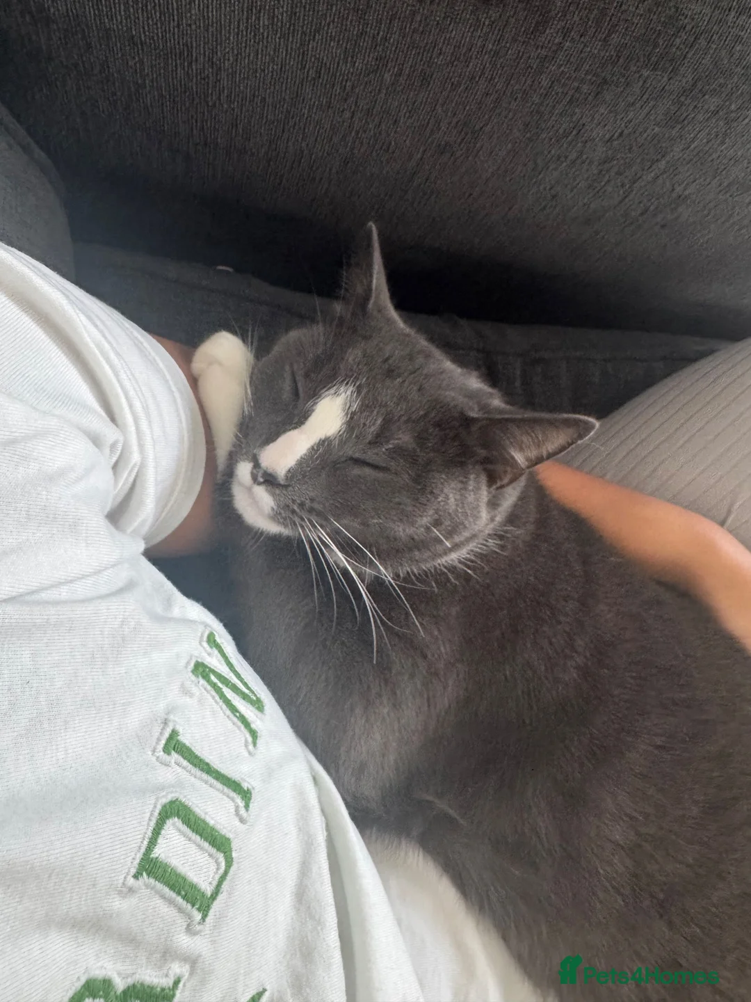 Mixed Breed cats for sale: Mushu in Hayes - Advert 6