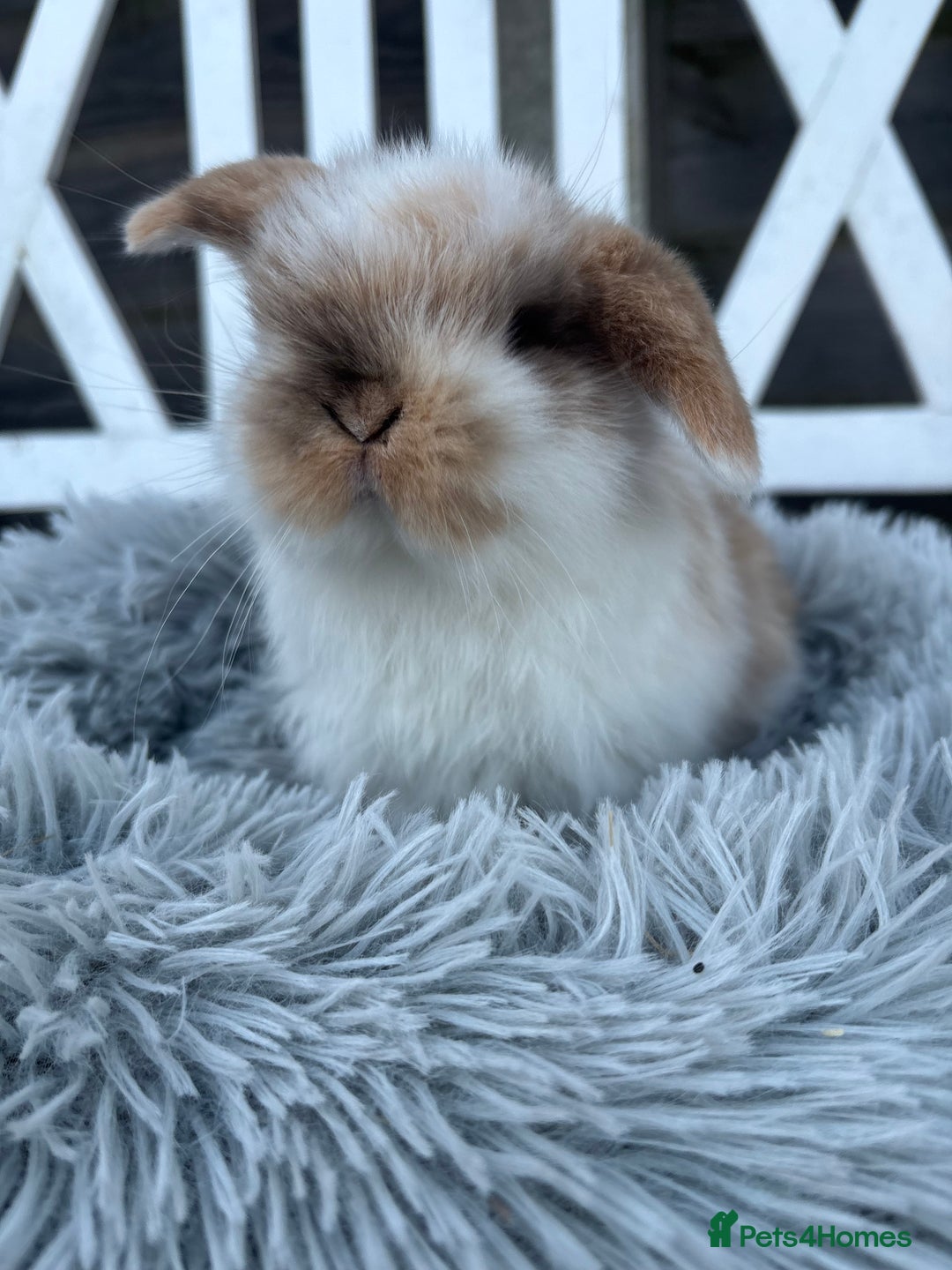 Mini Lop rabbits for sale: 2 Adorable Mini Lop Babies  - Advert 4