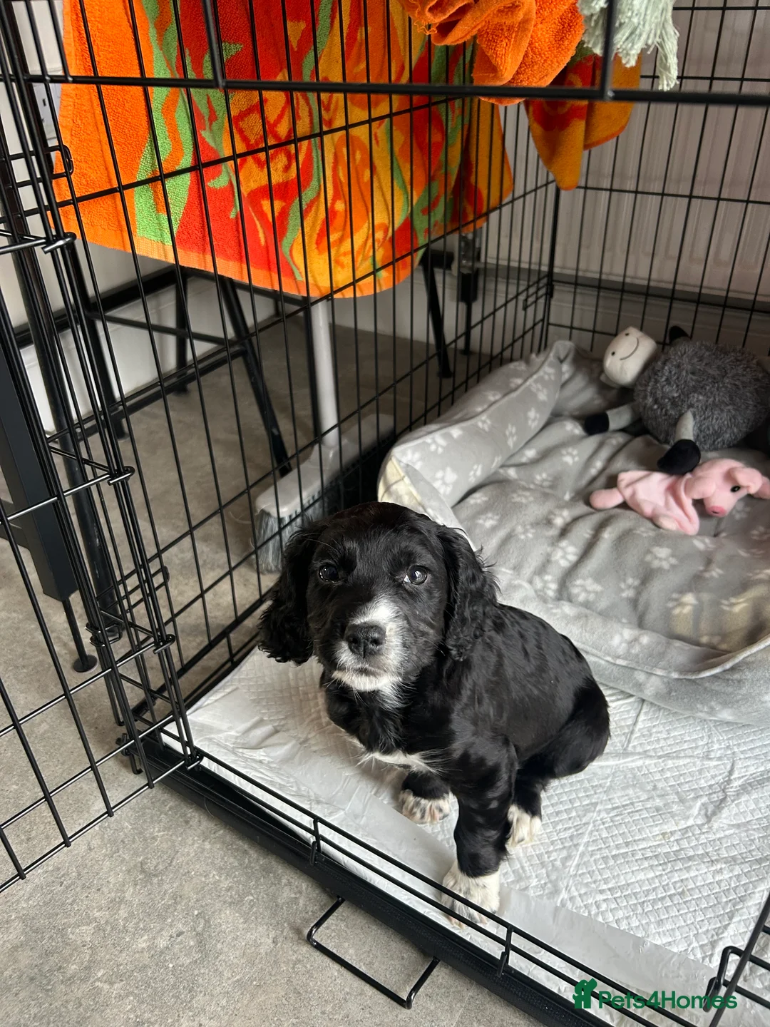 Mixed Breed dogs for sale: Cocker/jack russell - Advert 2