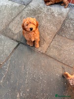 Cockapoo dogs - Advert 1