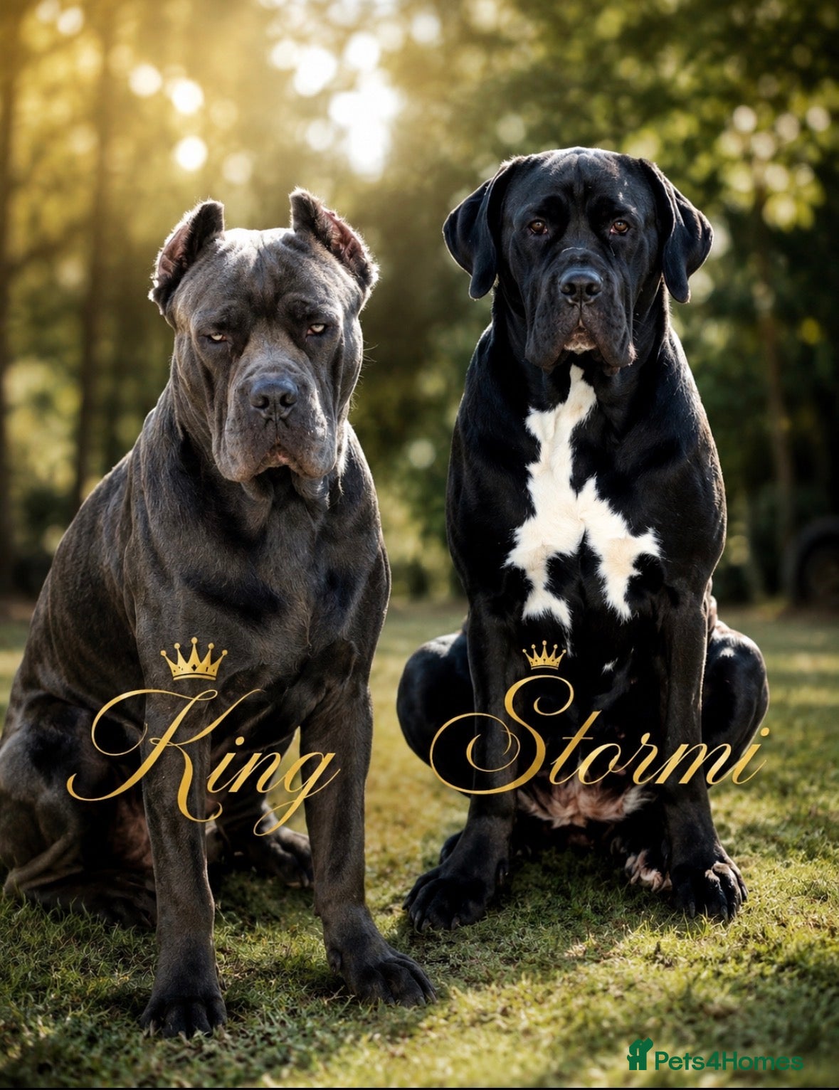 Cane Corso dogs Exceptional cane corso puppies ⭐️🐾🐶 - Advert 1