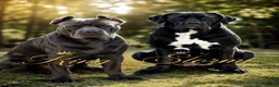 Cane Corso dogs for sale: Exceptional cane corso puppies ⭐️🐾🐶 - Advert 1