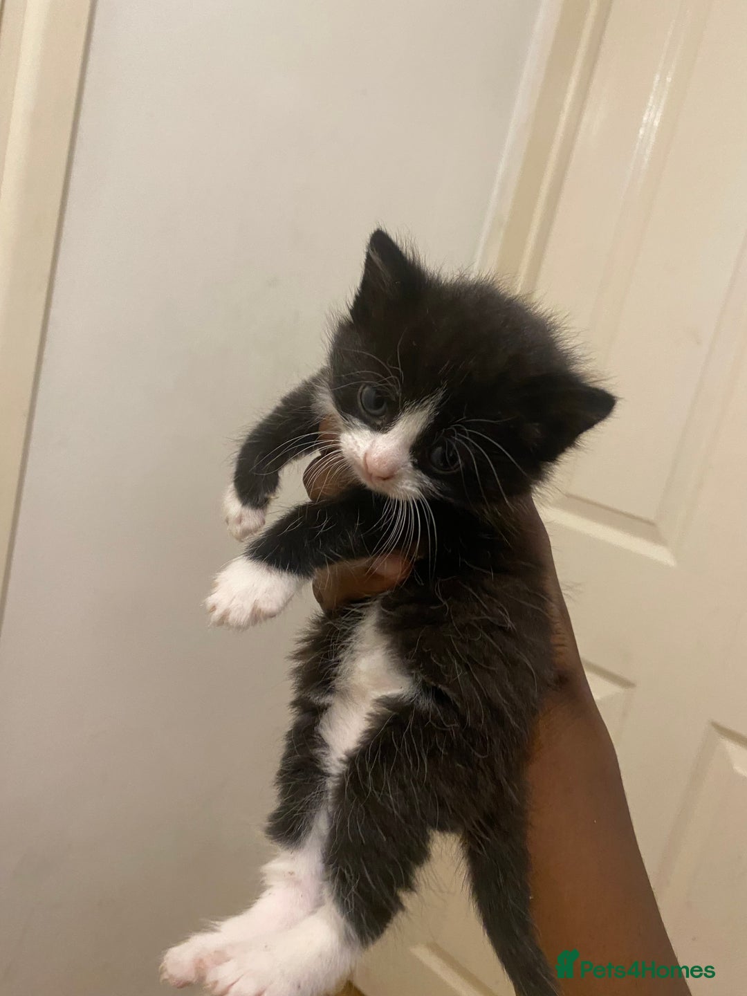 Bombay cats for sale: 3 kittens for sale.Price negotiable  - Image 2