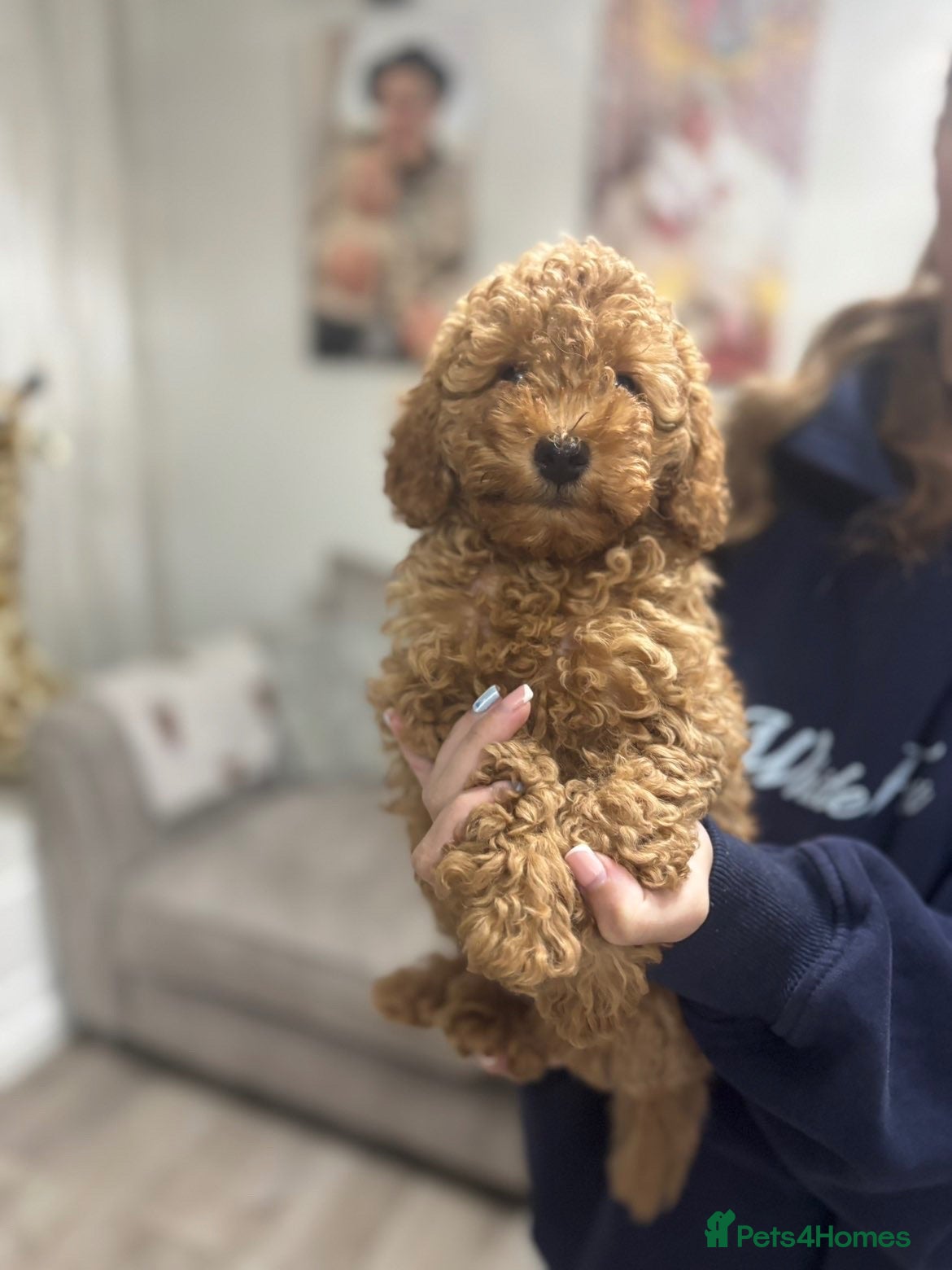 Toy Poodle dogs Last little Toy Poodle Puppy  🐾 - Advert 18