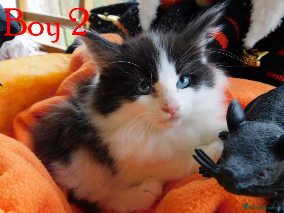 Maine Coon cats for sale: FABULOUS FLUFFY PEDIGREE MAINE COON KITTENS - Image 8