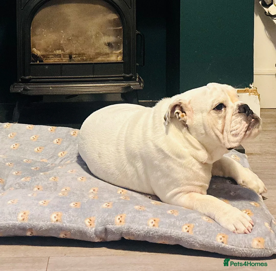 English Bulldog dogs for sale: Stunning male pup  - Advert 2