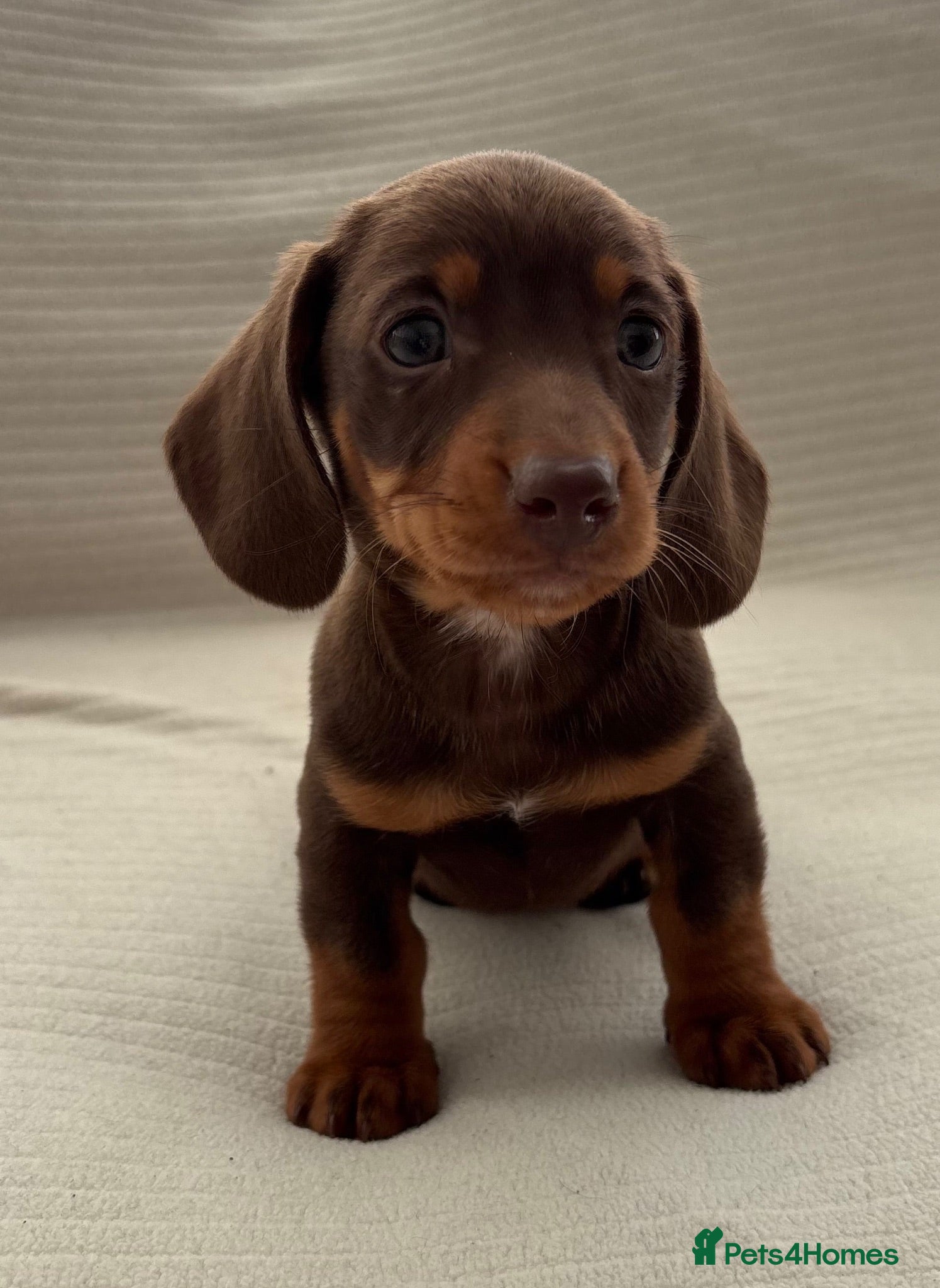 Miniature Dachshund dogs rainbow 🌈 litter of miniature dachshunds  - Advert 1