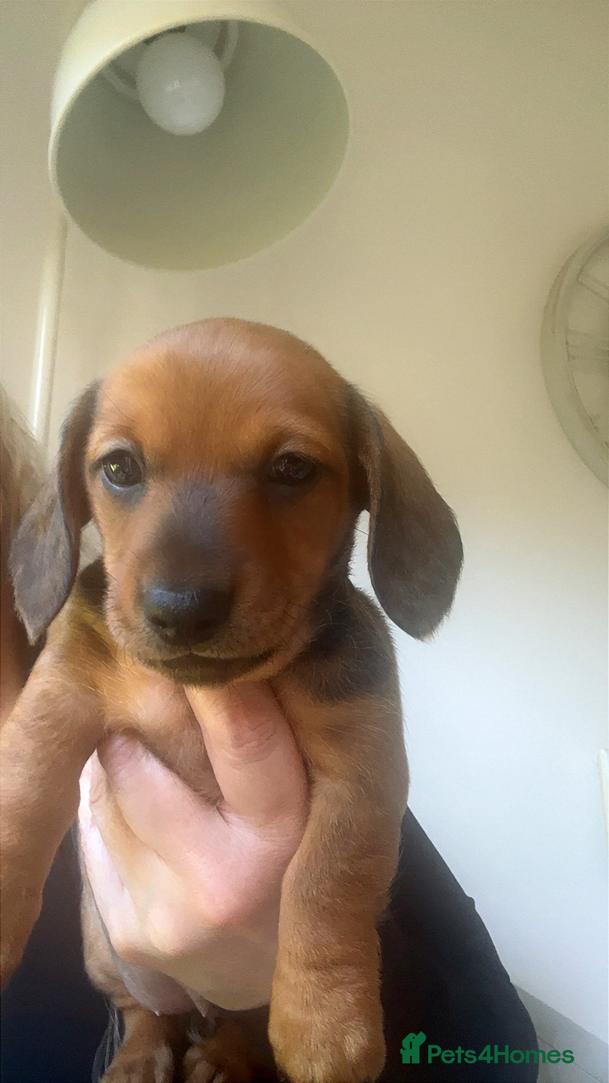 Miniature Dachshund dogs Stunning litter of beautiful babies  - Advert 4
