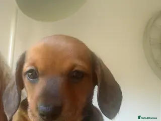 Miniature Dachshund dogs Stunning litter of beautiful babies - Advert 4