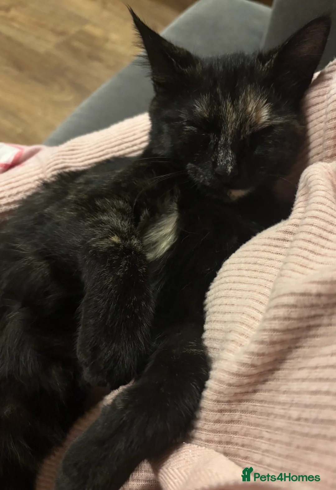 British Shorthair cats for sale: Our Beautiful Honey in Carmarthen - Advert 5