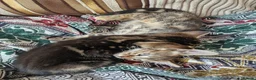 Mixed Breed cats for sale: Kittens looking for their forever home in London - Advert 7