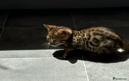 Bengal cats for sale: 😻Tica Best Bengal UK sired Kittens 🏆 🐾 🐱  - Image 20