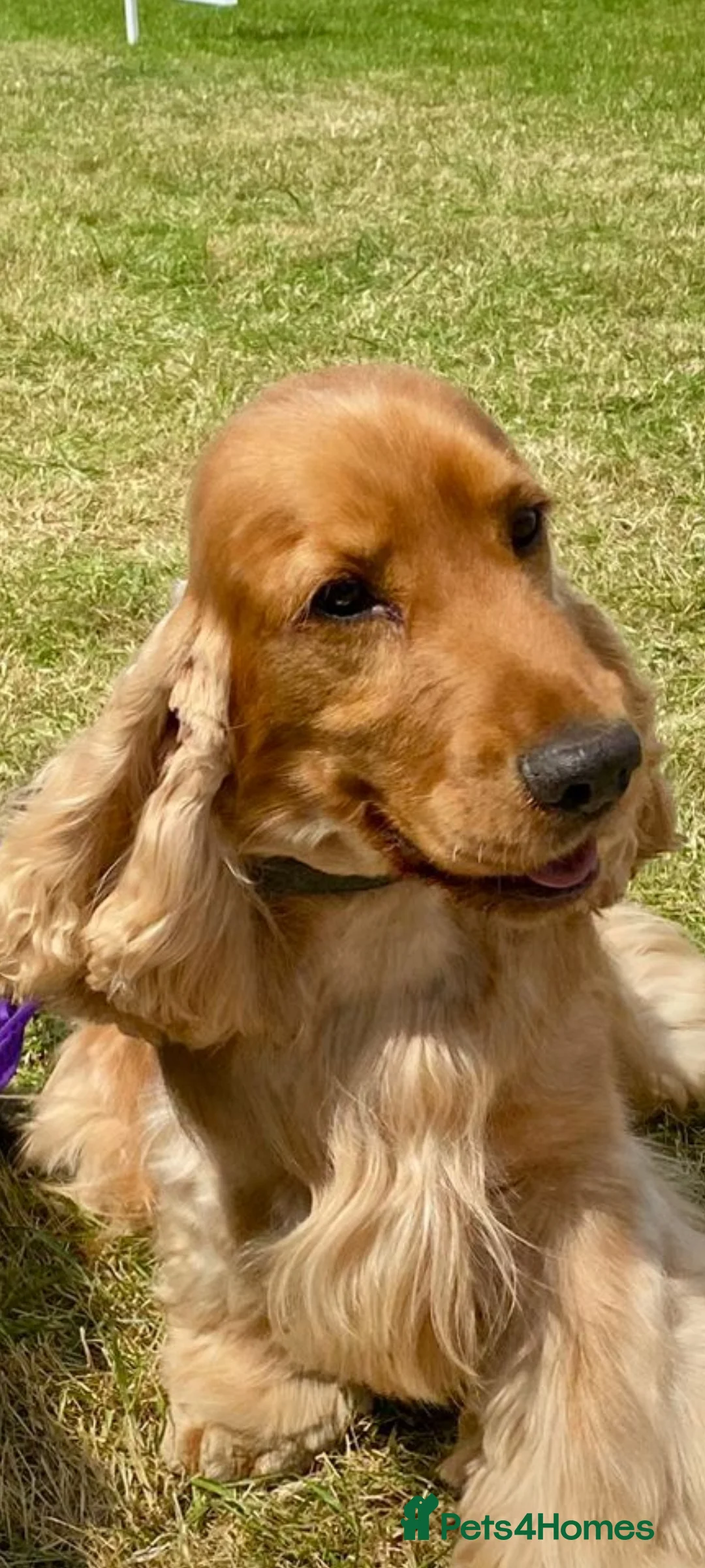 Cocker Spaniel dogs for stud: Outstanding Show Cocker for stud  - Advert 5