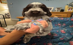 Cocker Spaniel dogs for sale: Simbawood Show Cocker Spaniels, KC reg, DNA clear - Image 5