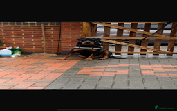Rottweiler dogs for sale: Rottweiler puppies  - Image 5