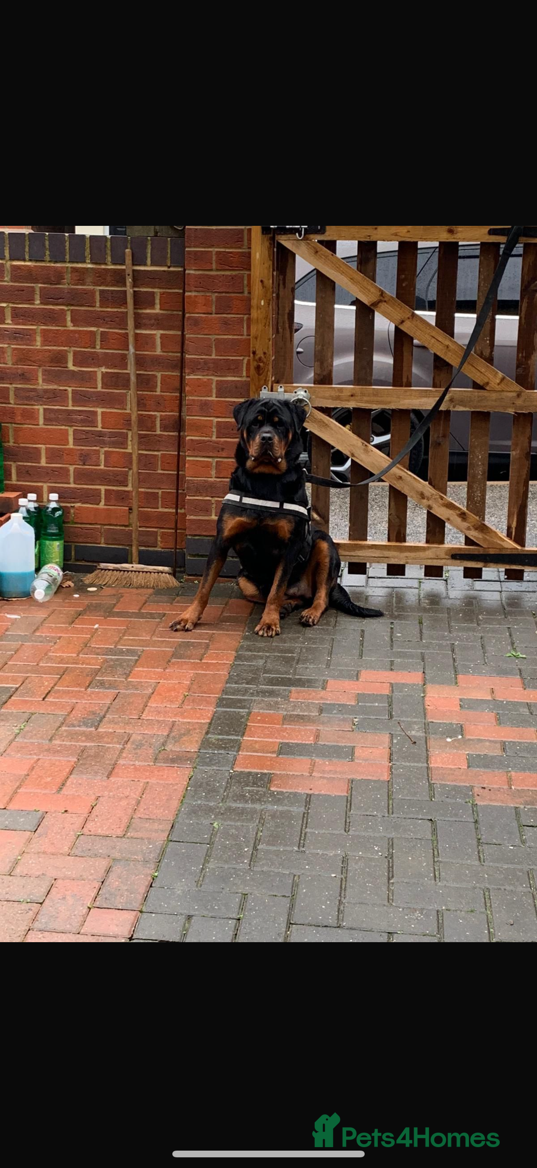 Rottweiler dogs for sale: Rottweiler puppies  - Image 5