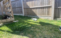 Domestic Shorthair cats for sale: 2 beautiful babies  10weeks old - Image 3