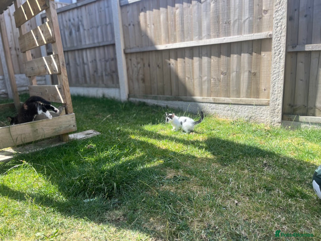 Domestic Shorthair cats for sale: 2 beautiful babies  10weeks old - Image 3