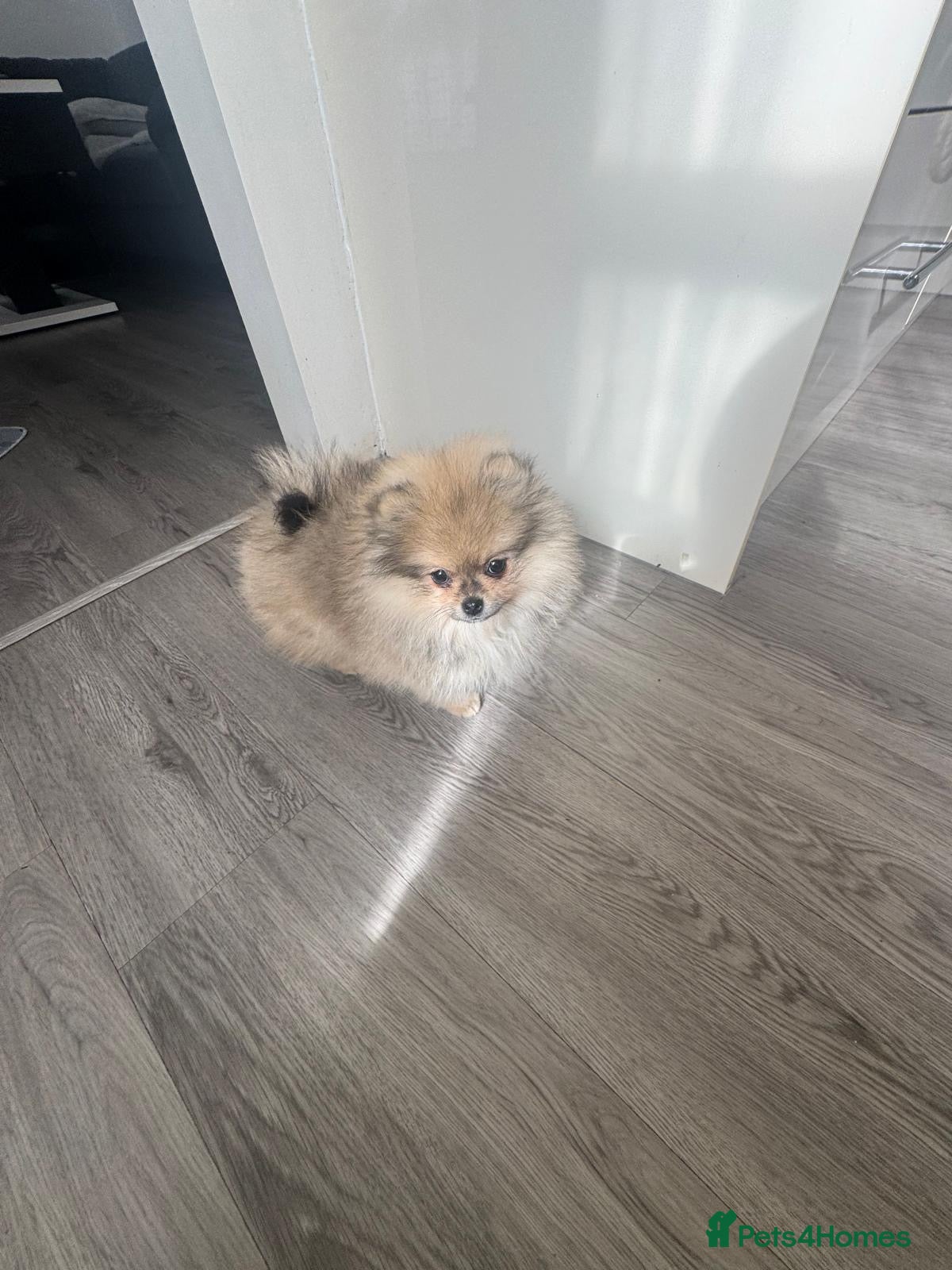 Pomeranian dogs 🐻Teddy Bear Type Girl🏆Top Quality  - Advert 3