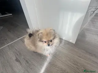 Pomeranian dogs 🐻Teddy Bear Type Girl🏆Top Quality - Advert 6