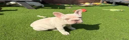 French Bulldog dogs for sale: She was my keeper. STUNNING French Bulldog Girl - Advert 17