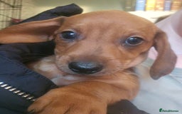 Dachshund dogs for sale: Dachshund puppies for sale  - Image 10