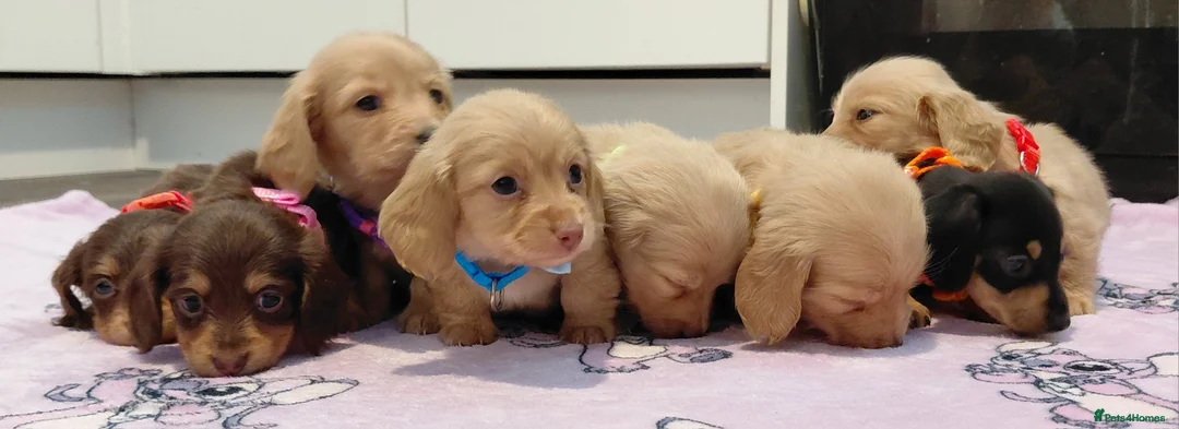 Miniature Dachshund dogs for sale: Sweetest Longhaired/One S.Haired Mini's 🤎🐾 - Advert 28