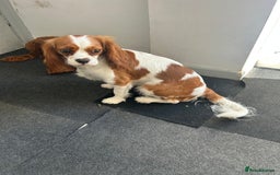 Cavapoo dogs for sale: Tiny deep red toy cavapoo,dna health clear parents - Image 4