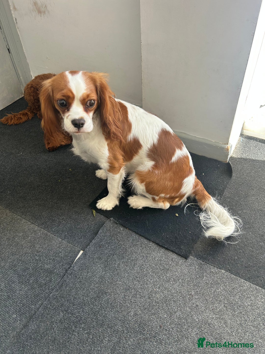 Cavapoo dogs for sale: Tiny deep red toy cavapoo,dna health clear parents - Image 4