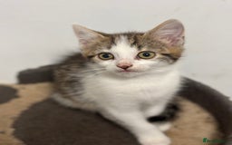Mixed Breed cats for sale: 3 Beautiful Kittens  - Image 2