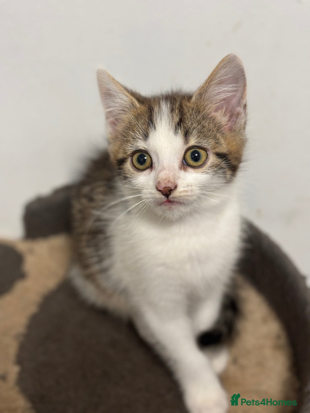 Mixed Breed cats for sale: 3 Beautiful Kittens  - Image 2