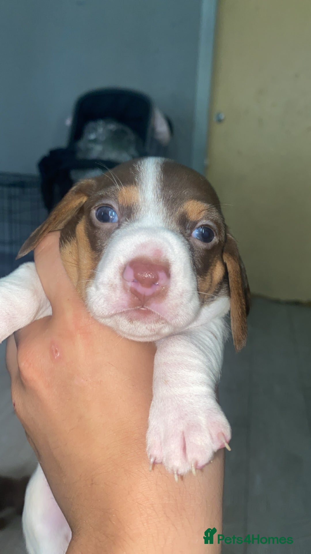 Miniature Dachshund dogs for sale: 2 miniature dachound for sale white/brown  - Image 2
