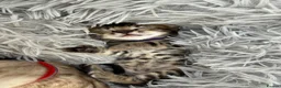 Bengal cats for sale: Half Bengal kittens - Advert 10