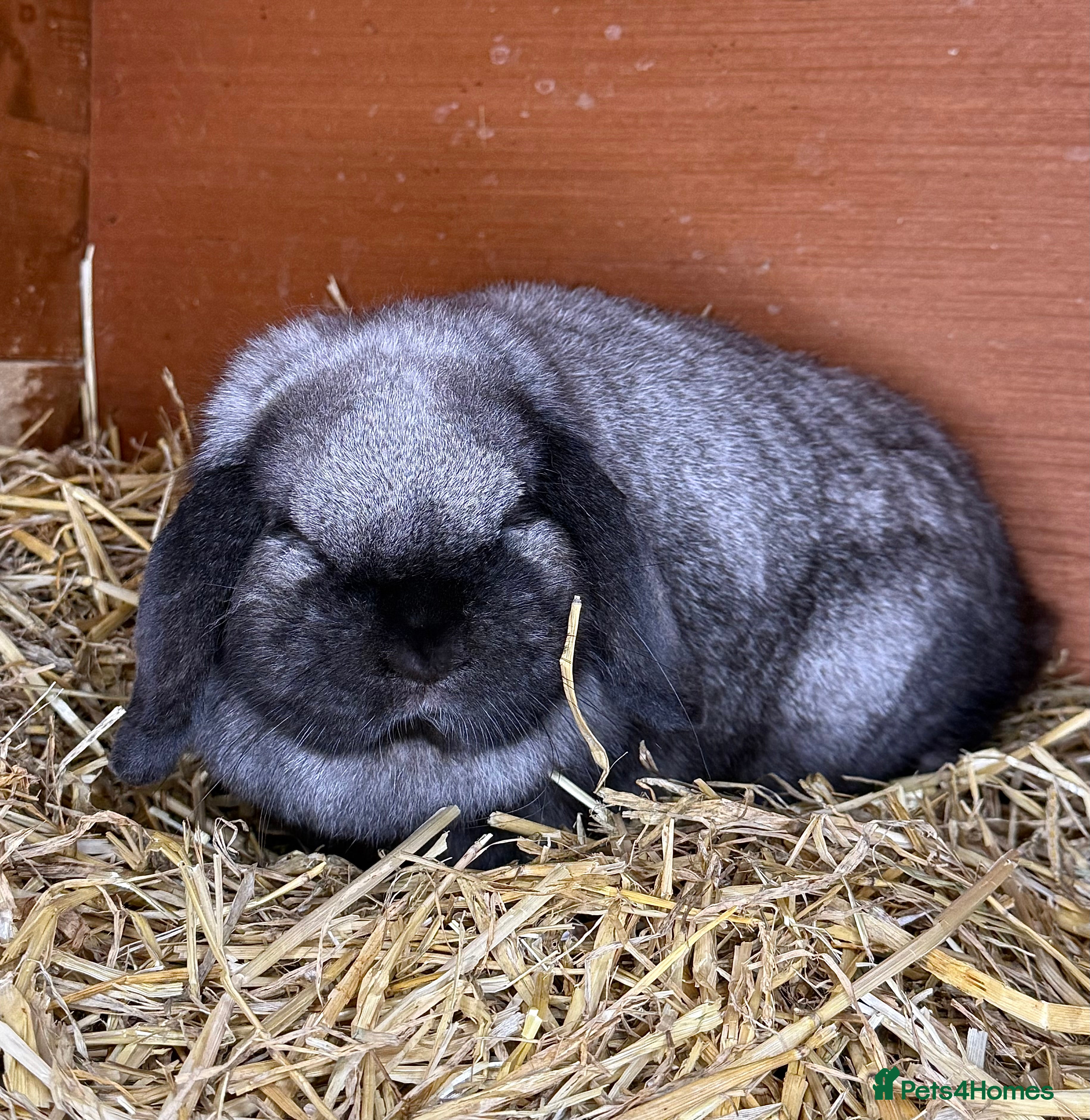 Mini Lop rabbits Iron Grey Mini Lop - Advert 3
