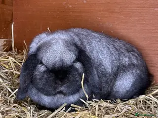 Mini Lop rabbits Iron Grey Mini Lop - Advert 6
