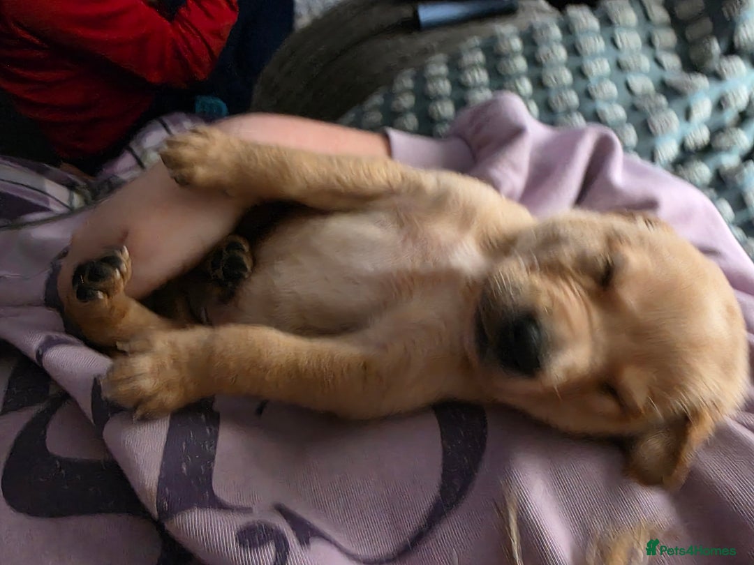 Labrador Retriever dogs for sale: Gorgeous Labrador puppies - Advert 9