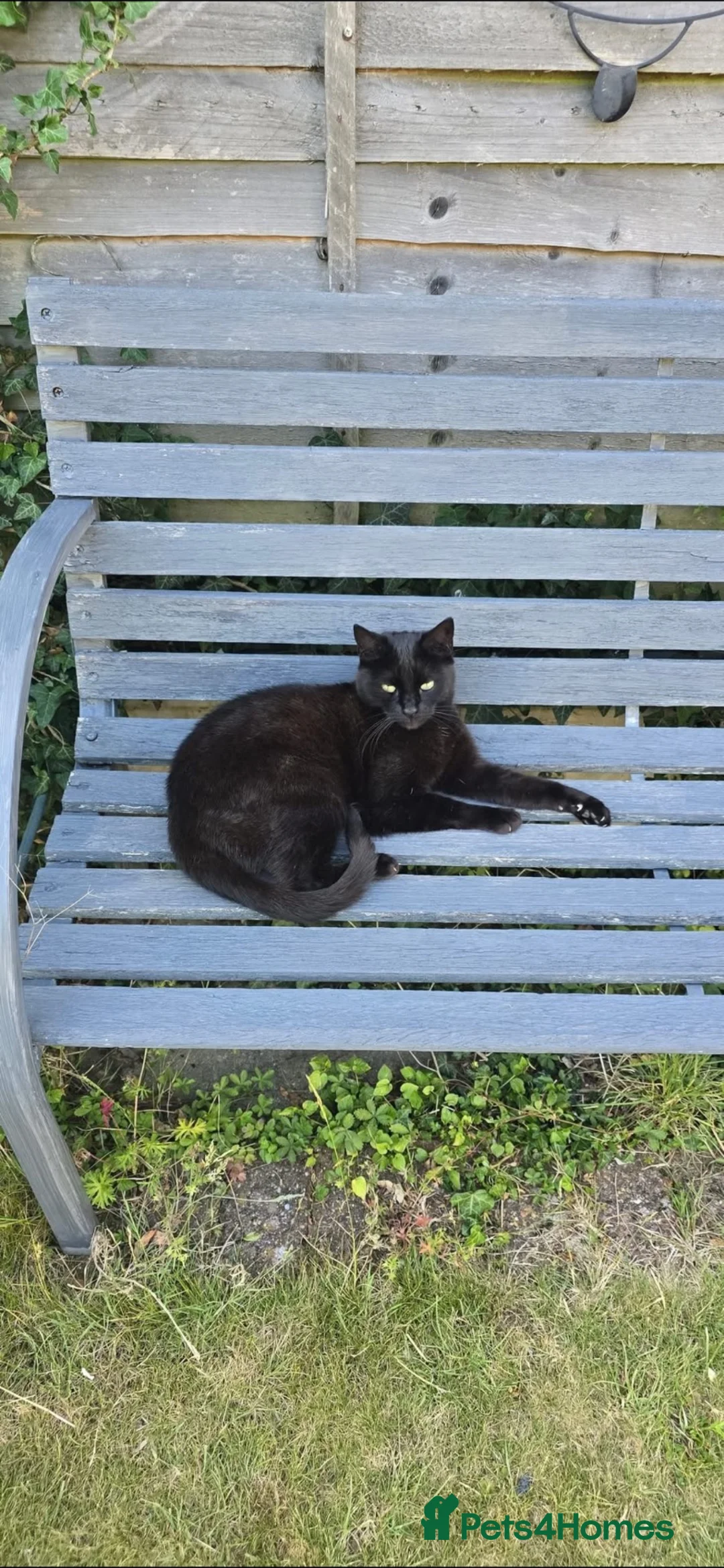 Mixed Breed cats for sale: Stunning black and white kittens  - Advert 2