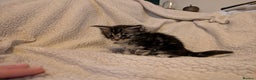 Maine Coon cats for sale: 6 Beautiful main coon kittens - Advert 15