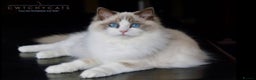 Ragdoll cats for sale: Pedigree Adult Ragdolls  - Advert 28