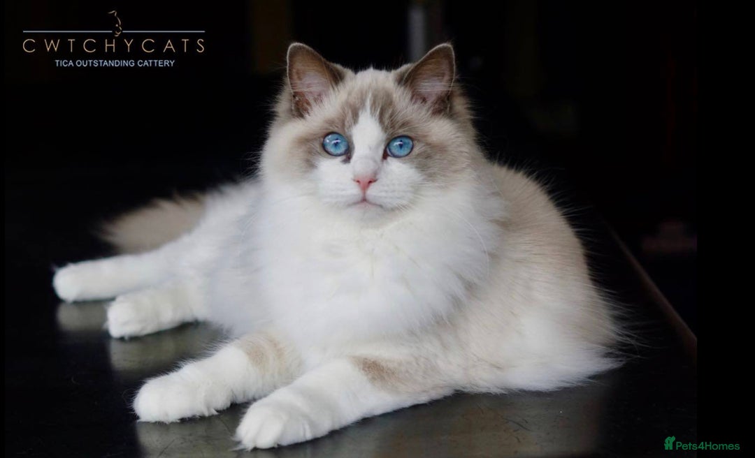 Ragdoll cats for sale: Pedigree Adult Ragdolls  - Advert 28