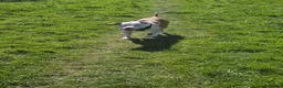 American Bull Staffy dogs for stud: American staff stud - Advert 2