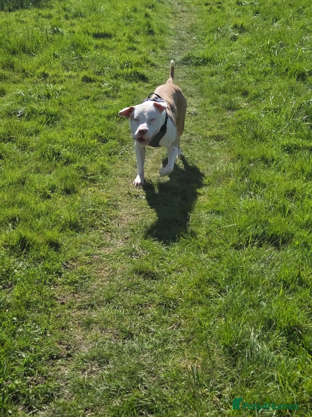 American Bull Staffy dogs for stud: American staff stud - Advert 2