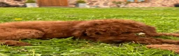 Goldendoodle dogs for sale: Mini Irishdoodle Ready now! health tested parents - Advert 27