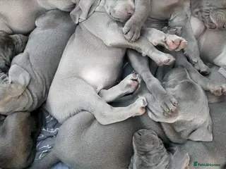 Weimaraner dogs As on TV: KC Reg Working Weim BLUE and SILVER - Advert 3