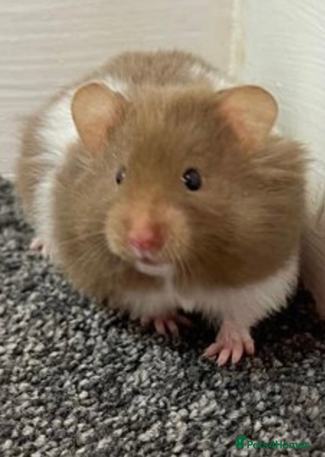 Hamster rodents for sale: Baby hamsters  - Image 8